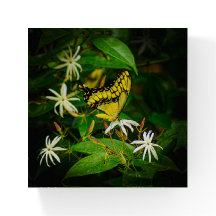 Queue d'hirondelle dans le jasmin en verre