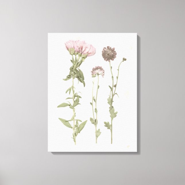 Pressed Blooms - Pink Canvas Print (Front)