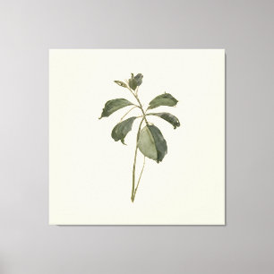 Pressed Plant Specimen Vintage Paper Botanica Leaf Canvas Print