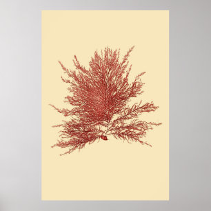 Pressed Seaweed Original Fourth Of Four Poster
