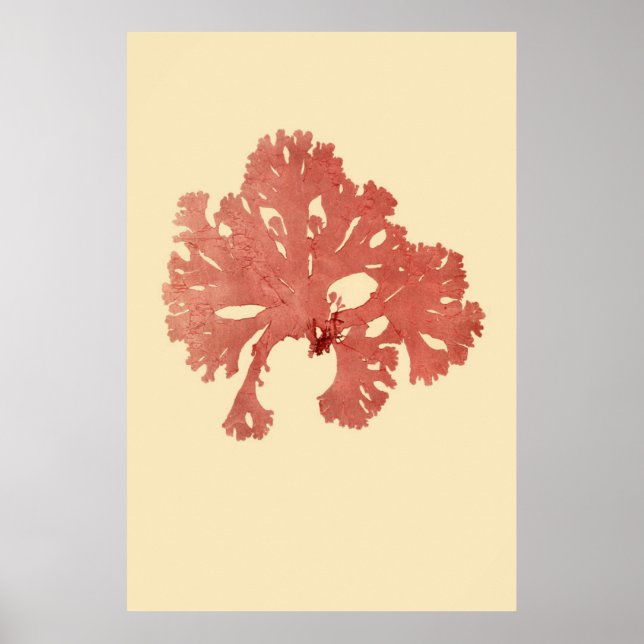 Pressed Seaweed Original Third Of Four Poster (Front)