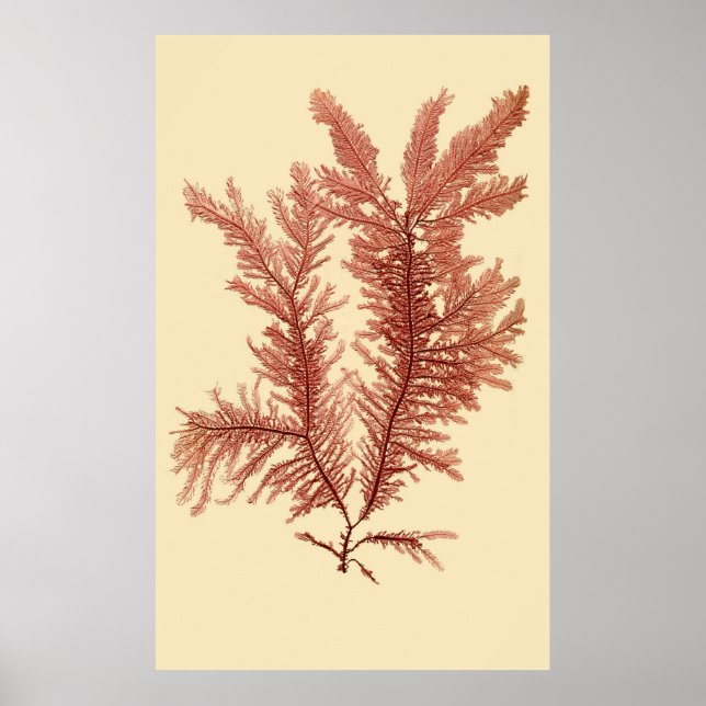 Pressed Seaweed Series Original First Of Four Poster (Front)