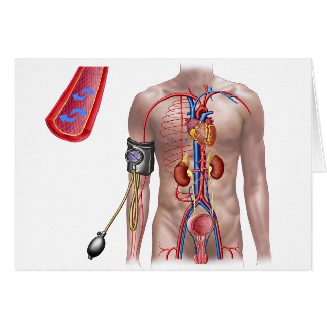 Pression Sanguine Et Système Circulatoire (Devant horizontal)