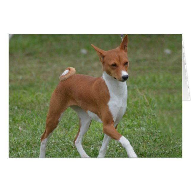 Prêter le chien Basenji (Devant horizontal)