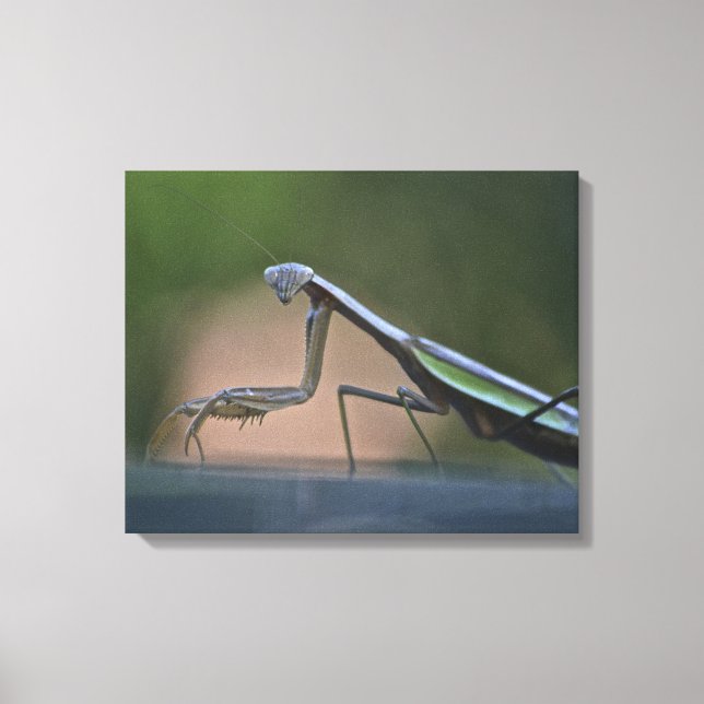 Prêter Mantis Toile Enveloppée (Recto)