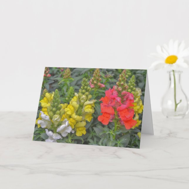 Pretty and Colourful Snapdragon Flower Art Card (Small Plant)