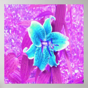 Pretty Aqua Blue Stargazer Lily on Purple Poster