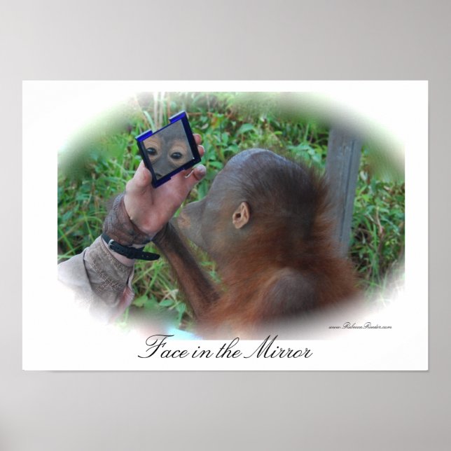 Pretty Baby Orangutan poster (Front)