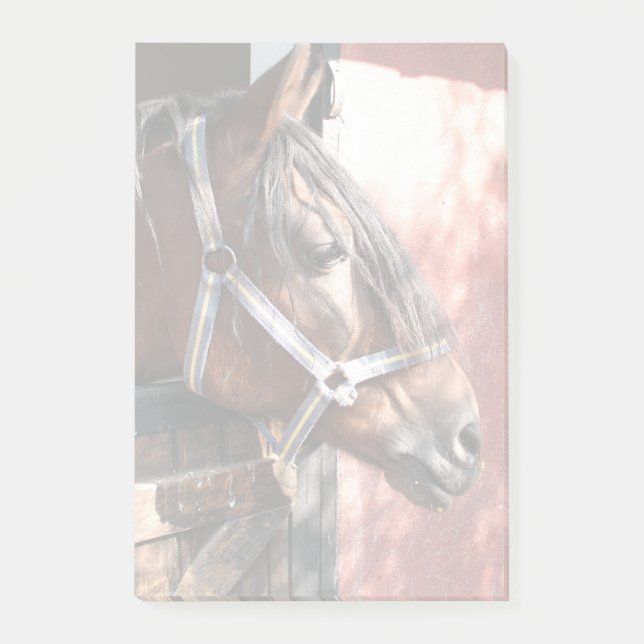 Pretty Bay Horse in a Sunlit Stable Post-it Notes (Front)