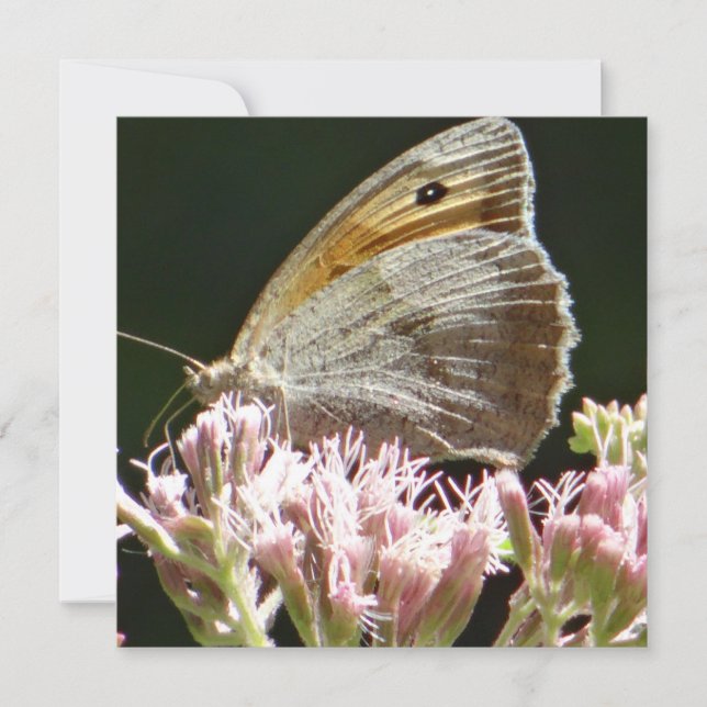 Pretty big butterfly flat card (Front)