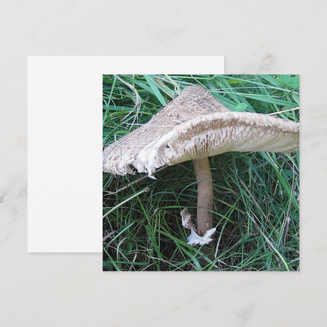Pretty big mushroom (Front/Back)