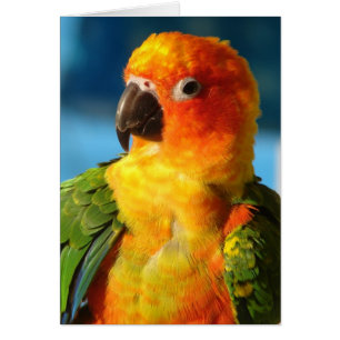 Pretty Bird