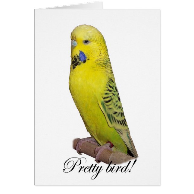 Pretty Bird card (Front)