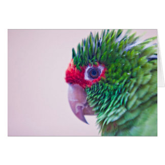 Pretty bird in Ollantaytambo