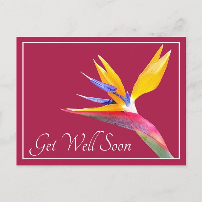 Pretty Bird Of Paradise Flower Pink Back Get Well Postcard (Front)