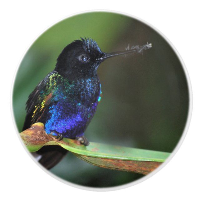 Pretty Black, Blue and Green Hummingbird Ceramic Knob (Front)