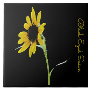 Pretty black eyed susan on black tile
