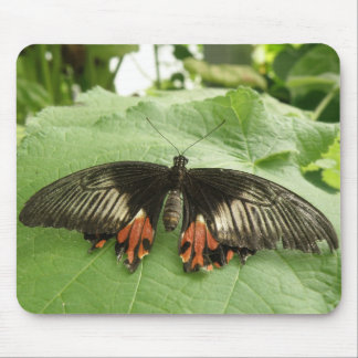 Pretty Black Red and Gold Butterfly Mousepad