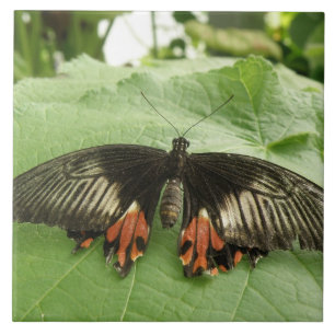 Pretty Black Red and Gold Butterfly Tile