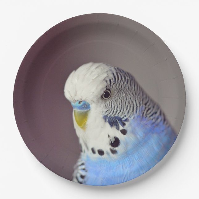 Pretty Blue Budgie Photo Paper Plate (Front)