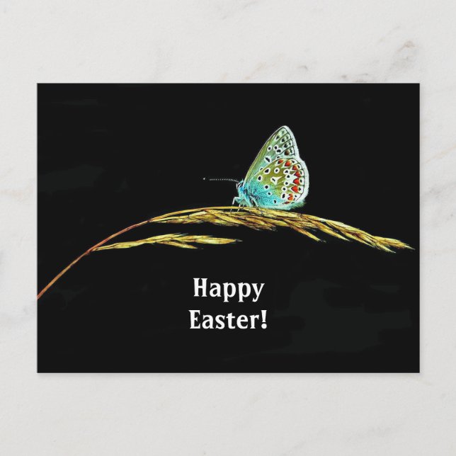 Pretty Blue Butterfly Grass Photo Easter Postcard (Front)