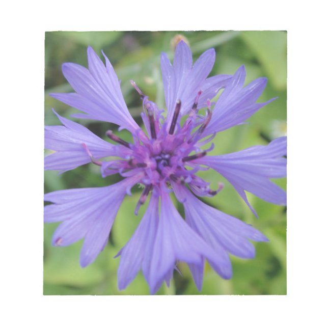 Pretty blue cornflower notepad (Front)