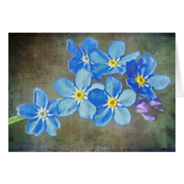 Pretty Blue Flowers (Front Horizontal)