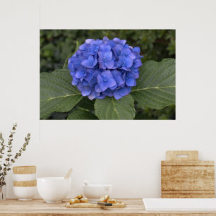 Pretty Blue Hydrangea Poster