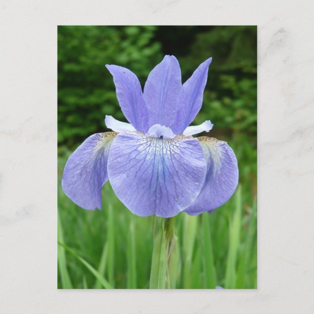 Pretty Blue Indigo Siberian Iris Flower Bloom Postcard (Front)