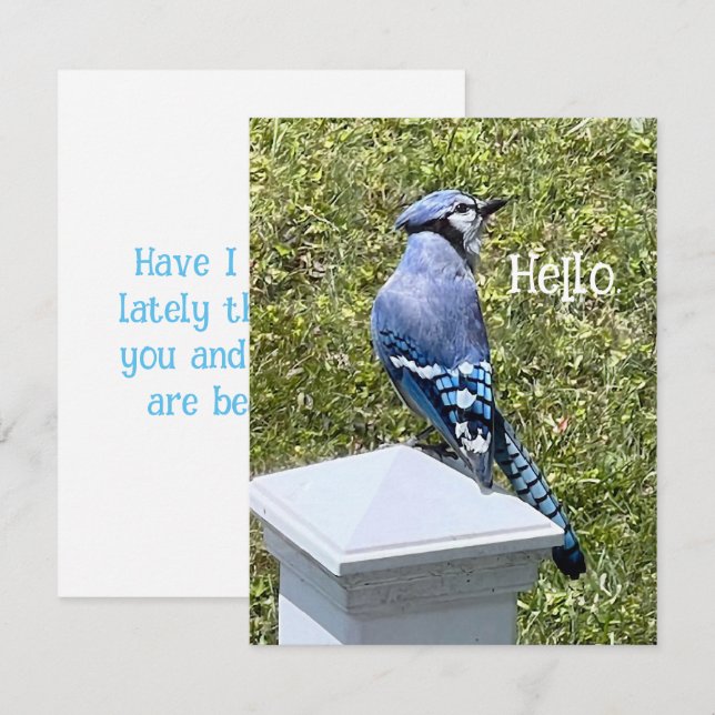 Pretty Blue Jay Bird Custom Greeting Cards (Front/Back)