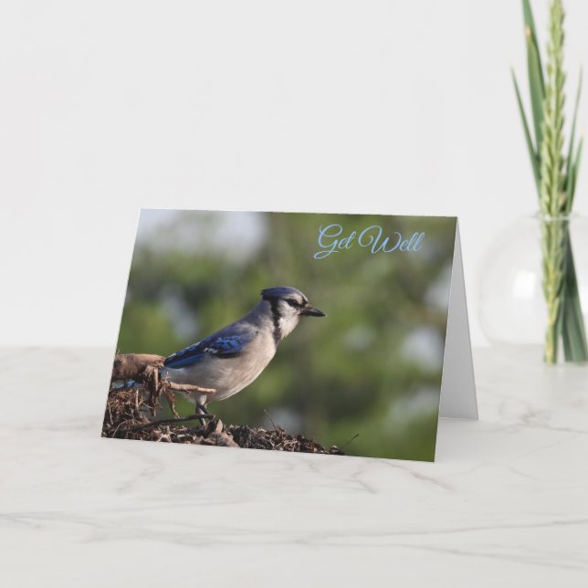 Pretty Blue Jay Bird Get Well Card (Front)