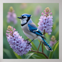 Pretty Blue Jay Standing on Lilac Branches