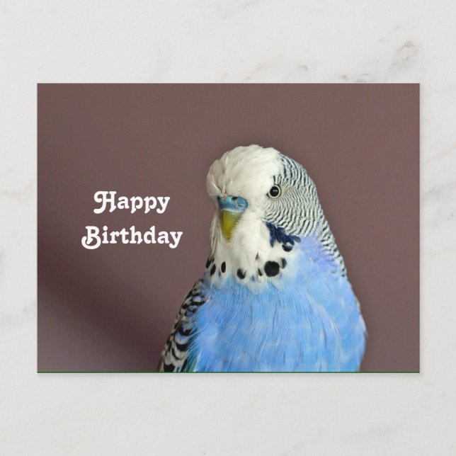 Pretty Blue Parakeet Photo Birthday Postcard (Front)