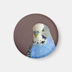 Pretty Blue Parakeet Photo Magnet