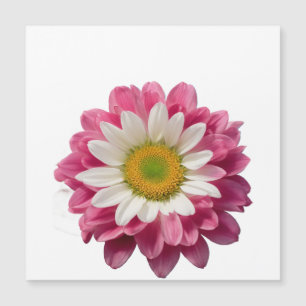 Pretty Blue, Pink, and White Flowers with Striped