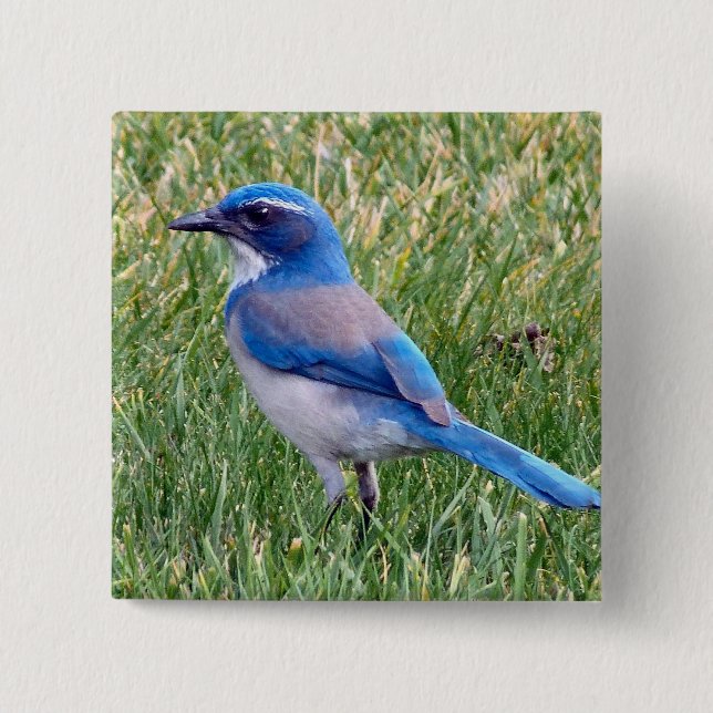Pretty Blue Scrub Jay Bird Photo 2 Inch Square Button (Front)