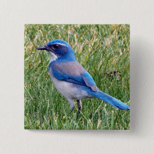 Pretty Blue Scrub Jay Bird Photo 2 Inch Square Button