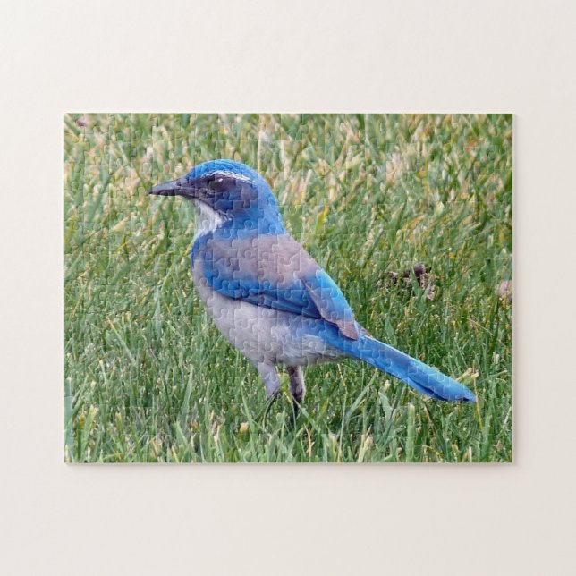 Pretty Blue Scrub Jay Bird Photo Jigsaw Puzzle (Horizontal)