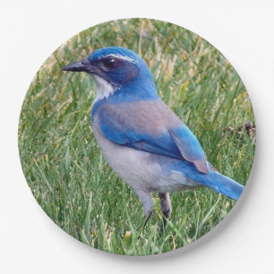 Pretty Blue Scrub Jay Bird Photo Paper Plate