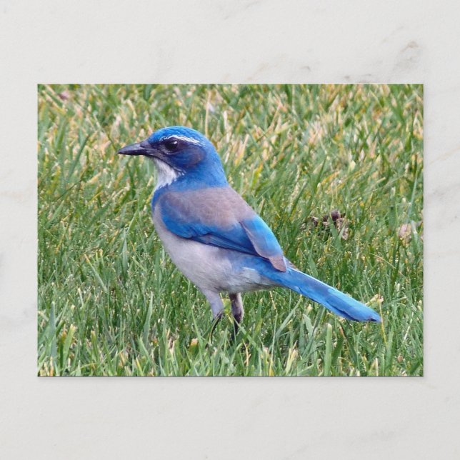 Pretty Blue Scrub Jay Bird Photo Postcard (Front)