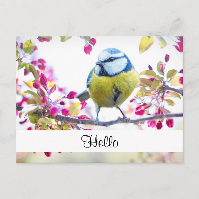 Pretty Blue & Yellow Bird on a Branch Hello Postcard (Front)