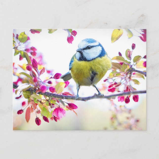 Pretty Blue & Yellow Bird on a Branch Photograph Postcard (Front)