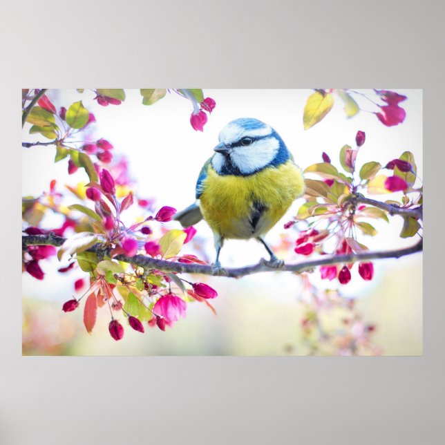 Pretty Blue & Yellow Bird on a Branch Photograph Poster (Front)