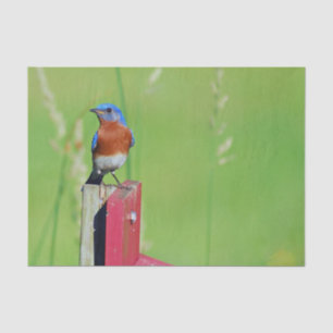 Pretty Bluebird Photo Tissue Paper