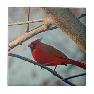 Pretty Boy Male Cardinal Tile
