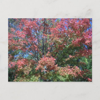 Pretty Bright Fall Colours Of Tree And Leaves Postcard