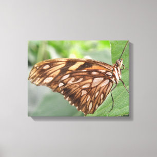 Pretty Brown Butterfly Canvas Print