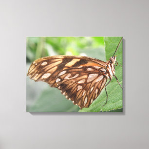 Pretty Brown Butterfly Canvas Print