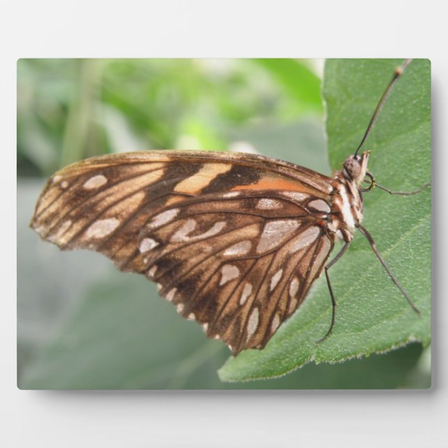 Pretty Brown Butterfly Plaque (Front)