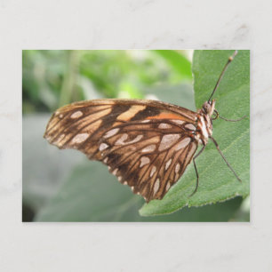 Pretty Brown Butterfly Postcard